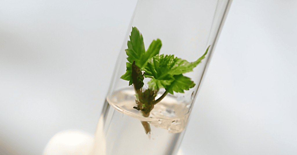 Anderson Basal Salt Mixture - Raspberry Tissue Culture Plant