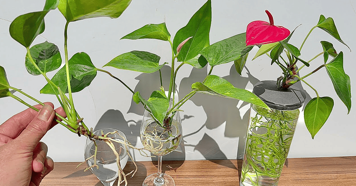 Anthurium Adventures - Propagating from Stem Cuttings
