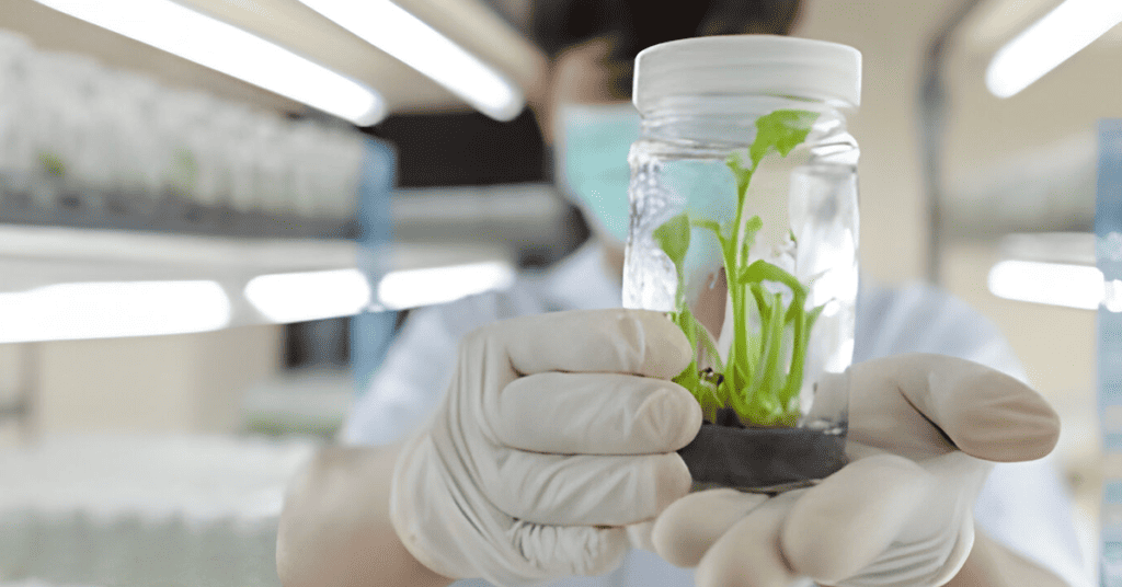 BANANA PLANTLET PRODUCTION THROUGHTISSUE CULTURE