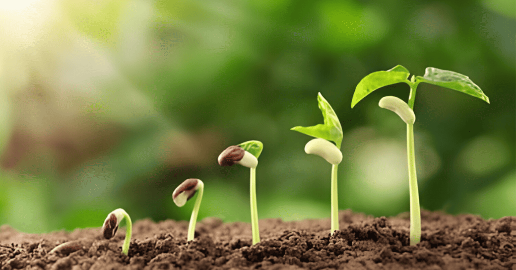 From Tiny Seed to Thriving Plant - Your Guide to Seed Starting