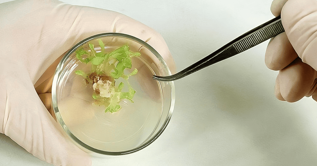 Linsmaier and Skoog (LS) Media - Tobacco Tissue Culture