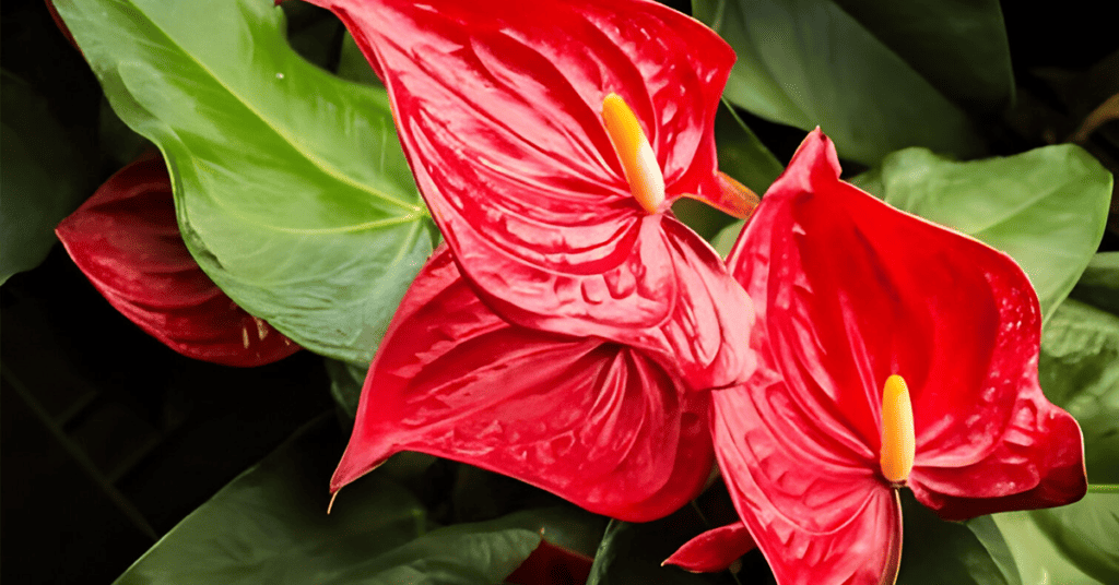 Micropropagation of Anthurium - MATSUMOTO 1997