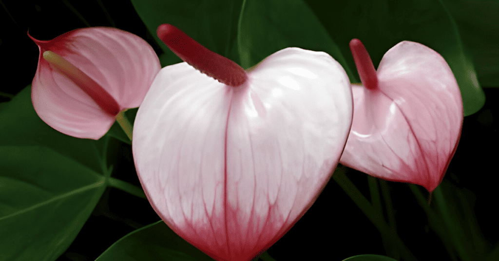 New basal media for half-anther culture of Anthurium andreanum