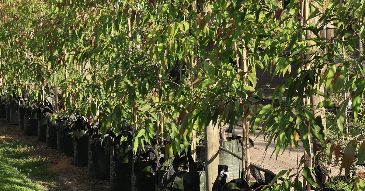 Propagating Corymbia citriodora 'Scentuous' Through Grafting