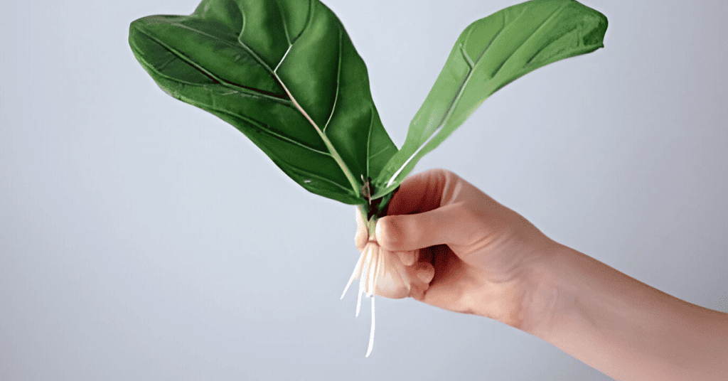 Propagating a Fiddle Leaf Fig - From Branch to Baby!