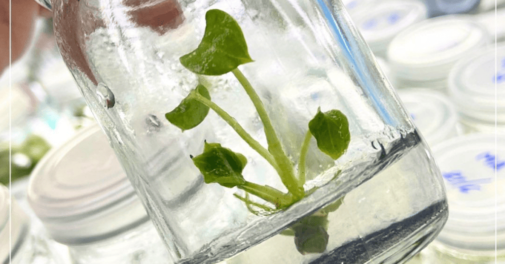 Unveiling the Magic - Propagating Anthuriums Through Tissue Culture