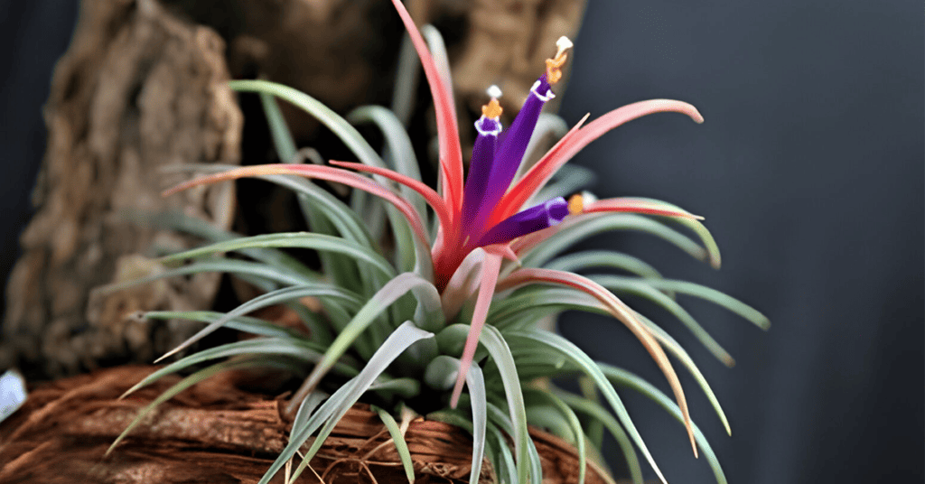 Adventitious Bud Development and Regeneration in Tillandsia Eizii