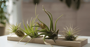 Air Plants