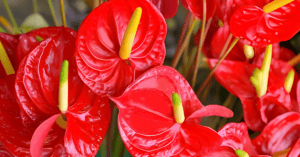 Anthurium