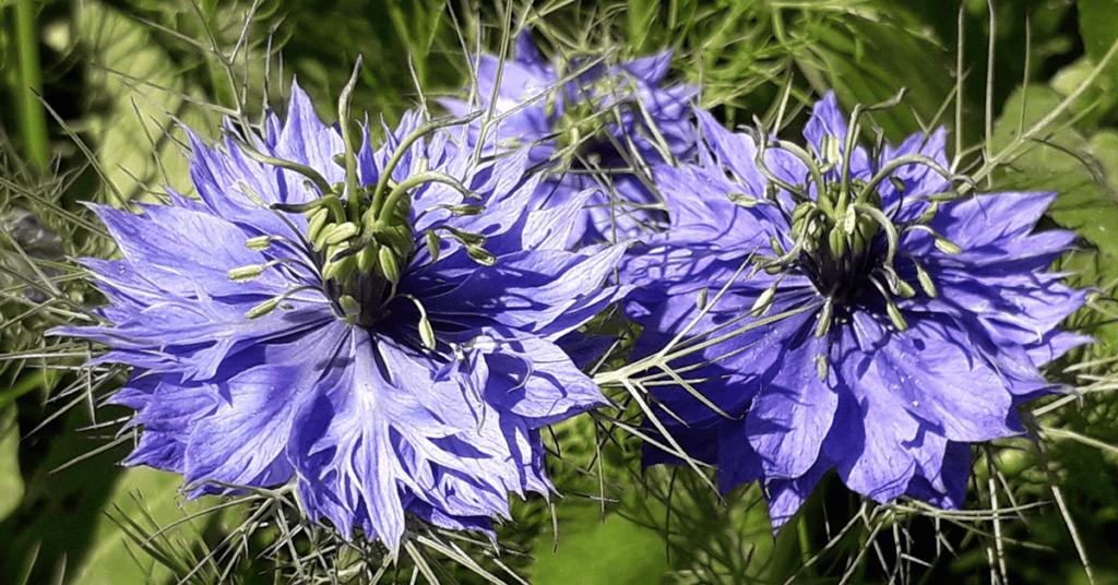 Effective callus induction and plant regeneration in callusand protoplast cultures of Nigella damascena