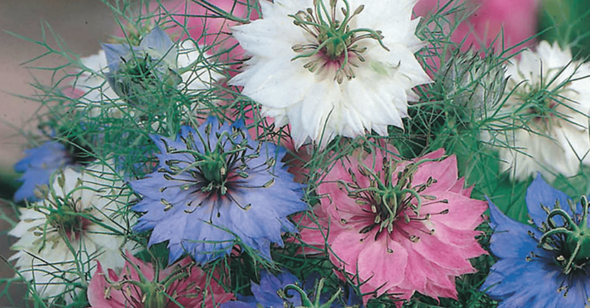 Nigella Damascena: From Tiny Seed to Showy Bloom - A Guide to Seed Sowing