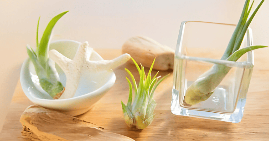 Tillandsia Stricta: Beyond Seeds - Exploring Propagation Through Offsets