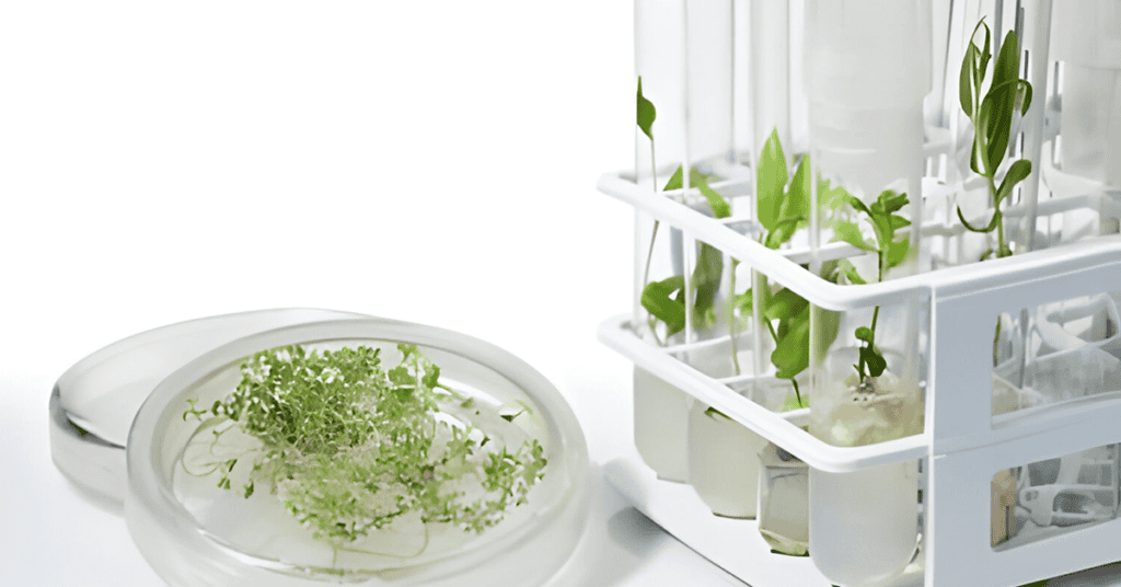 Unveiling the Magic: An In-Depth Exploration of Micropropagation