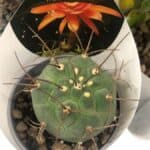 Matucana madisoniorum