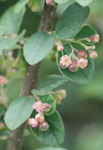 Cotoneaster fangianus