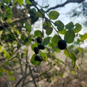 Phyllanthus glaucus
