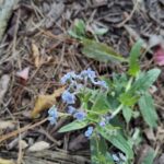 How to Propagate Hackelia velutina