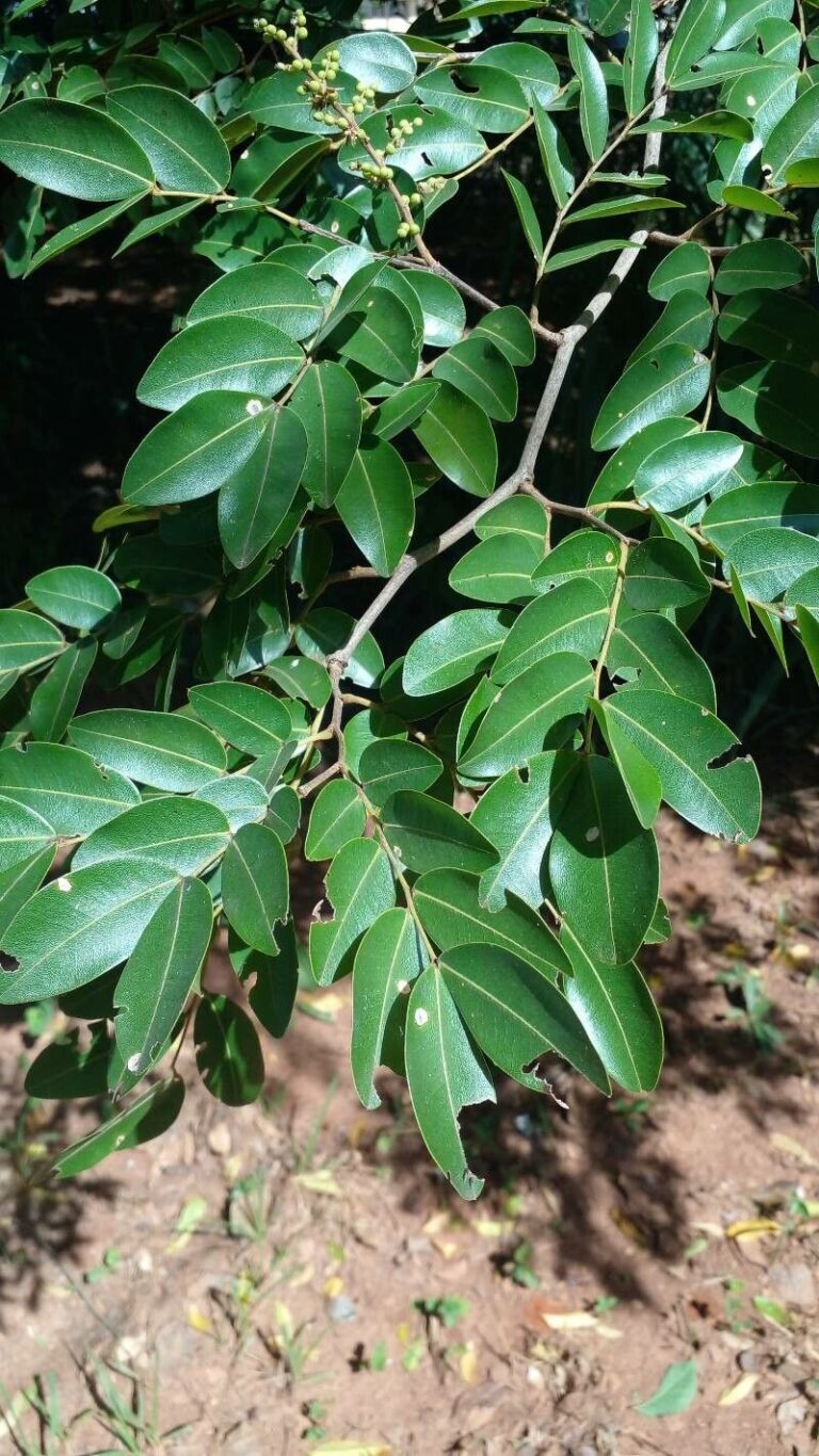 How to Propagate Copaifera langsdorffii