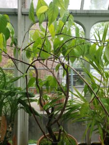 How to Propagate Banisteriopsis caapi