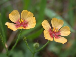 How to Propagate Linum imbricatum
