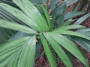 Ceroxylon quindiuense