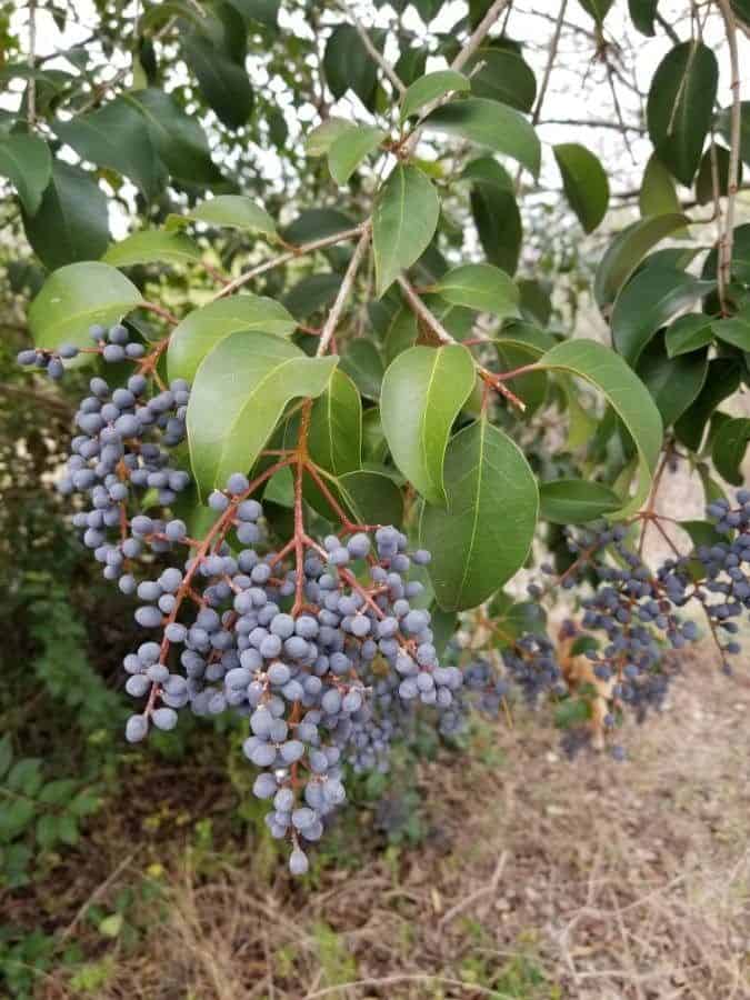 How to Propagate Ligustrum lucidum - Propagate One