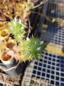 How to Propagate Navarretia squarrosa