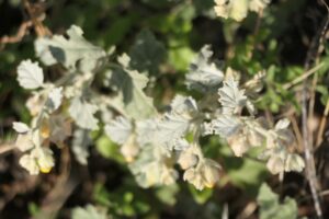 How to Propagate Hermannia vestita