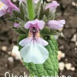 How to Propagate Stachys arabica