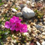 How to Propagate Dianthus capitatus