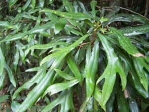 Grevillea edelfeltii