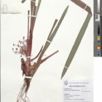 How to Propagate Calyptrocarya poeppigiana