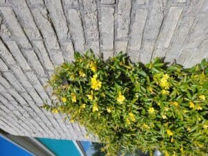 Gelsemium sempervirens