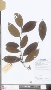 How to Propagate Antidesma neurocarpum