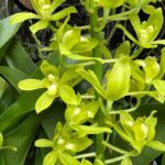 How to Propagate Dendrobium closterium
