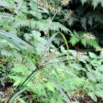 How to Propagate Cyperus hermaphroditus