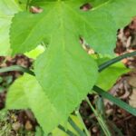 How to Propagate Morus rubra