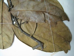 How to Propagate Cheiloclinium hippocrateoides