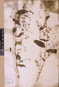 How to Propagate Strobilanthes divaricata