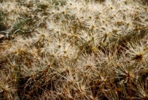 How to Propagate Spinifex sericeus