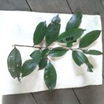 How to Propagate Micropholis egensis