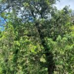 How to Propagate Podocarpus parlatorei