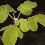 How to Propagate Amphipterygium simplicifolium