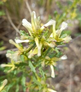 How to Propagate Baccharis flabellata