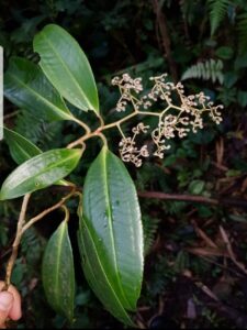 How to Propagate Ardisia glandulosomarginata