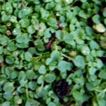 How to Propagate Mentha requienii