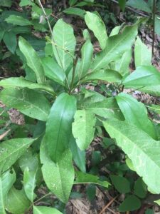 How to Propagate Glycosmis parva