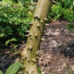 How to Propagate Dioscorea mangenotiana