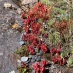 How to Propagate Crassula connata