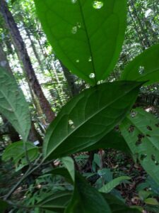 How to Propagate Aiouea longipetiolata